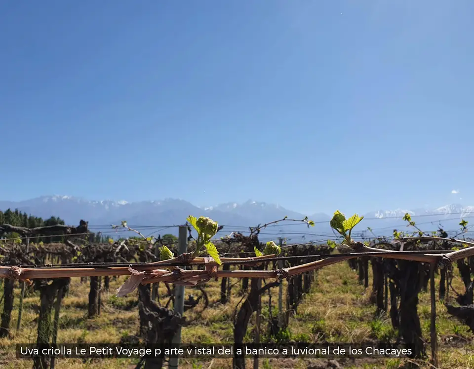 Viñedo de uva criolla Le Petit Voyage frente a la cordillera