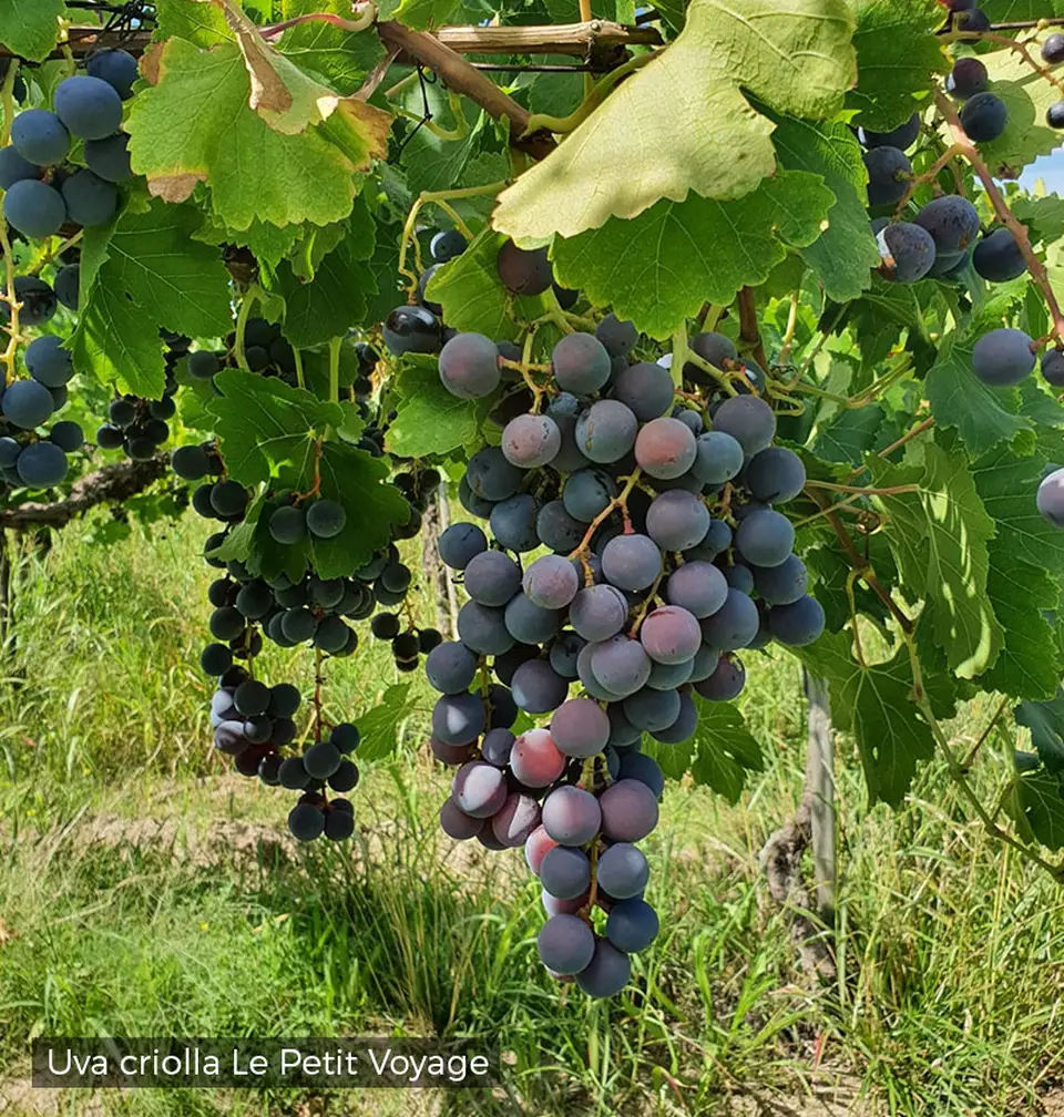 Racimos de uva criolla Le Petit Voyage
