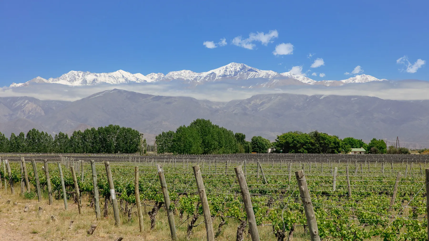La cordillera nevada vista desde los viñedos de Mendoza